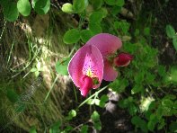 qua a Uttara20100613 024
